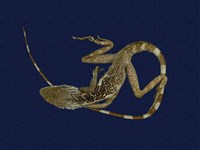 藏品(斯文豪氏攀蜥)的圖片